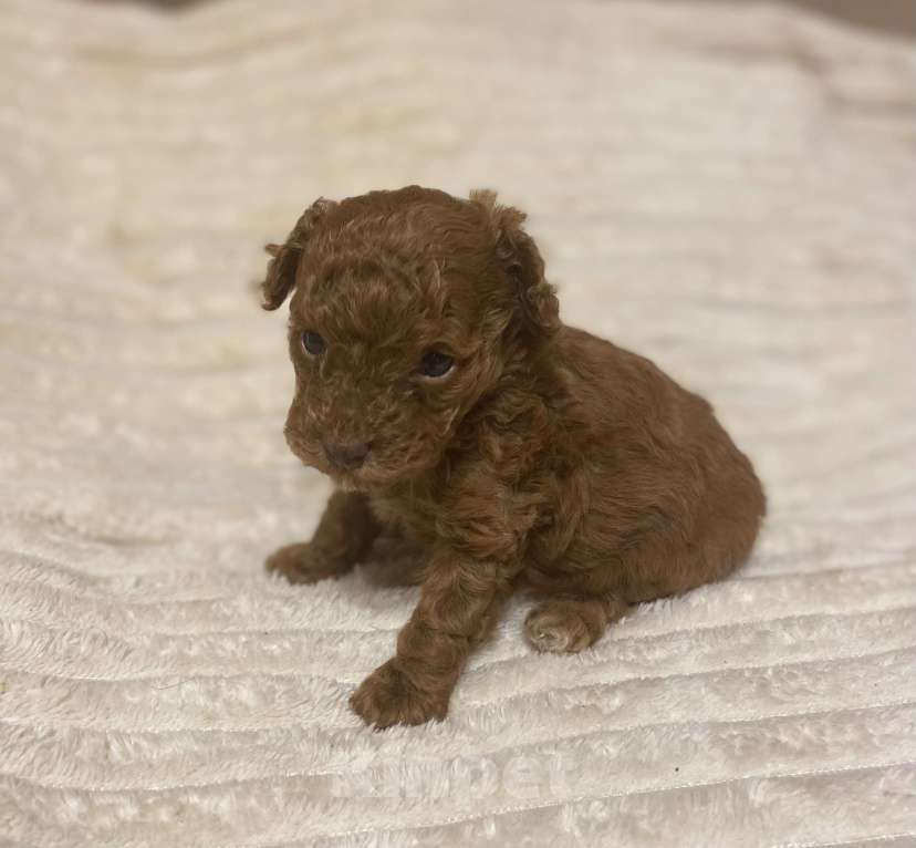 Собаки в Санкт-Петербурге: Очаровательная малышка той пудель девочка ред Браун  Девочка, Бесплатно - фото 10