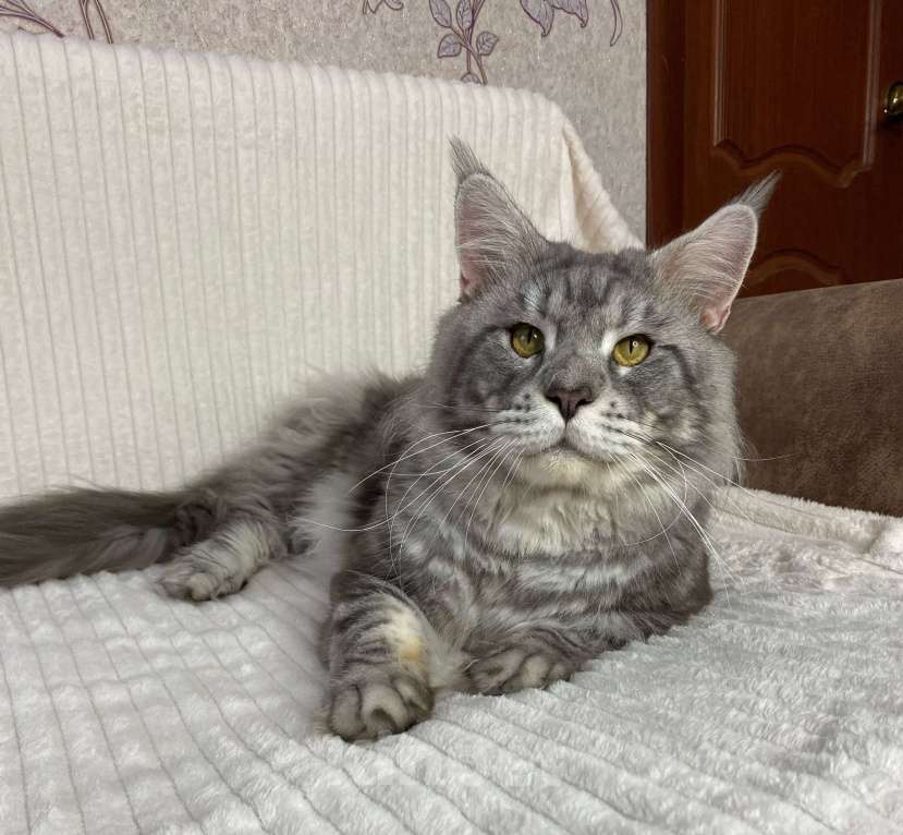Кошки в Дмитрове: Голубой серебристый мраморный кот мейн кун Dimash Мальчик, 10 000 руб. - фото 1