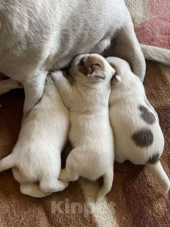 Собаки в Ленинске-Кузнецком: Джек Рассел терьер Мальчик, 30 000 руб. - фото 3