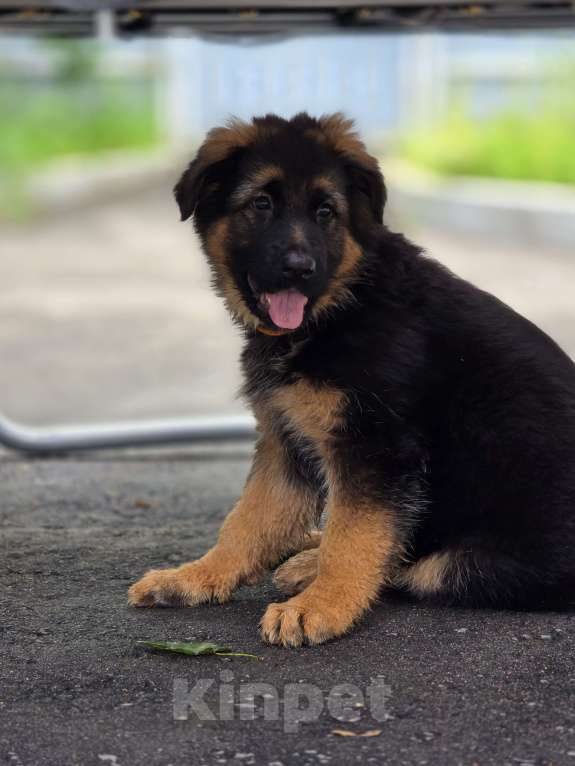 Собаки в Москве: Щенки длинношерстной немецкой овчарки Девочка, 85 000 руб. - фото 5