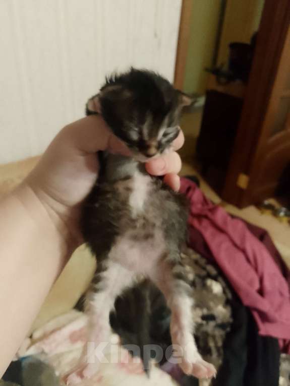 Кошки в Кирове: Продаю котенка по 2500 на стерилизацию кошки  Мальчик, 2 500 руб. - фото 2