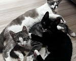 Кошки в Севастополе: Котёнок в добрые ручки ! Девочка, Бесплатно - фото 2