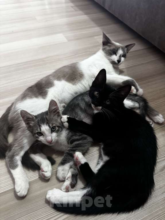 Кошки в Севастополе: Котёнок в добрые ручки ! Девочка, Бесплатно - фото 2