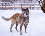 Собаки в Москве: Красивая и мудрая собака ищет дом Девочка, Бесплатно - фото 3
