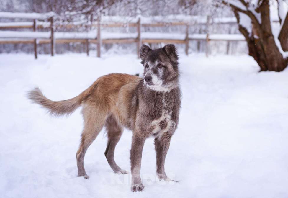 Собаки в Москве: Красивая и мудрая собака ищет дом Девочка, Бесплатно - фото 3