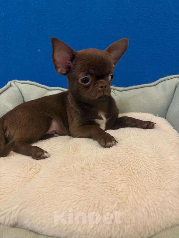 Собаки в Москве: Чихуахуа  Шоколадная  Девочка Девочка, 40 000 руб. - фото 2