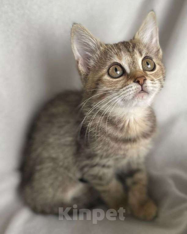 Кошки в Москве: Маленькая Мультяшка ищет дом Девочка, Бесплатно - фото 3