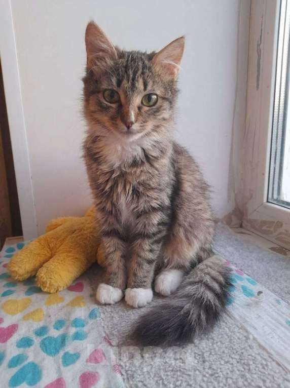 Кошки в Люберцах: Ищет дом котенок Масяня Девочка, Бесплатно - фото 2