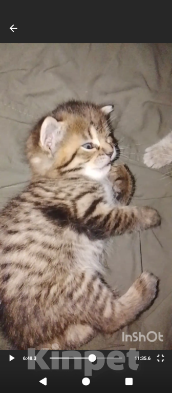 Кошки в Москве: Котенок  1 месяц, открыто бронирование Мальчик, Бесплатно - фото 5