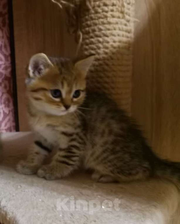 Кошки в Москве: Британские котята  Мальчик, 12 000 руб. - фото 2