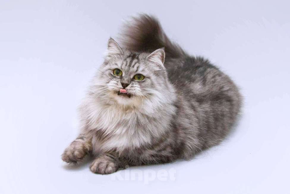 Кошки в Москве: Яркая красавица кошка Мисо в добрые руки Девочка, 1 руб. - фото 5