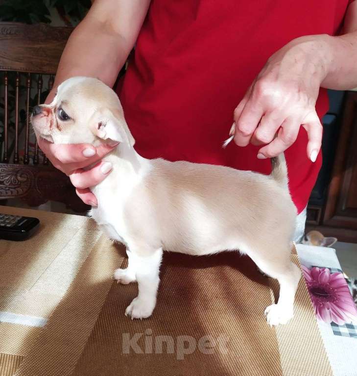 Собаки в Москве: красивая породная супер чихуахуа Девочка, 60 000 руб. - фото 6