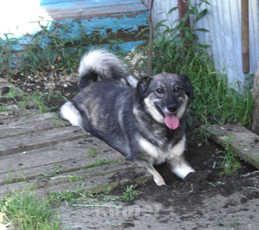 Собаки в Москве: Ласковая, жизнерадостная, позитивная Златочка ждет свою семью, мечтает о доме. Девочка, Бесплатно - фото 2