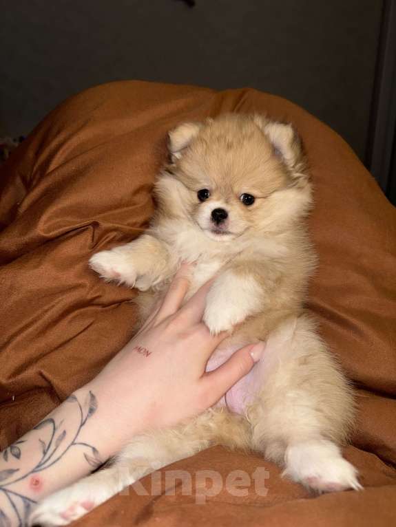 Собаки в Владивостоке: Шпиц немецкий Девочка, 40 000 руб. - фото 8