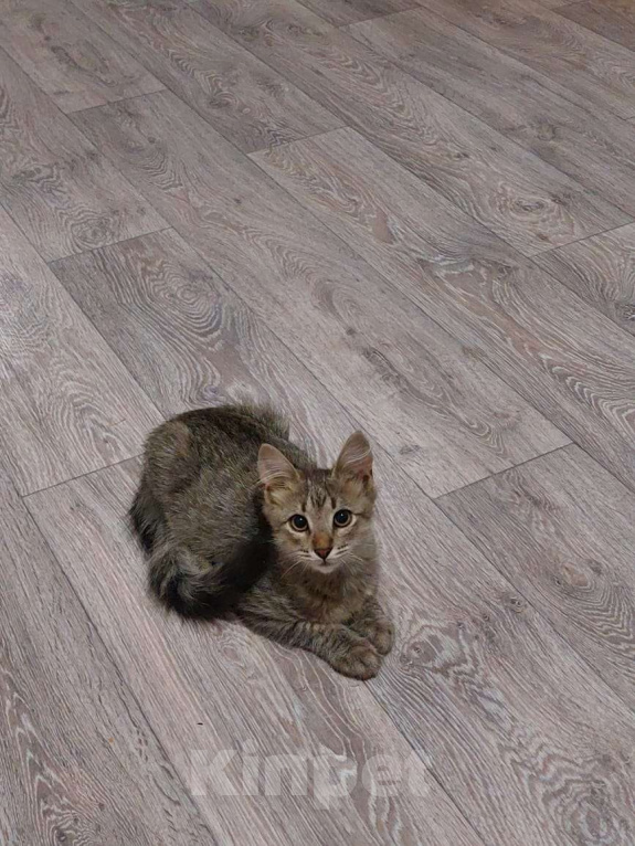 Кошки в Люберцах: Котенок в добрые руки Мальчик, Бесплатно - фото 2