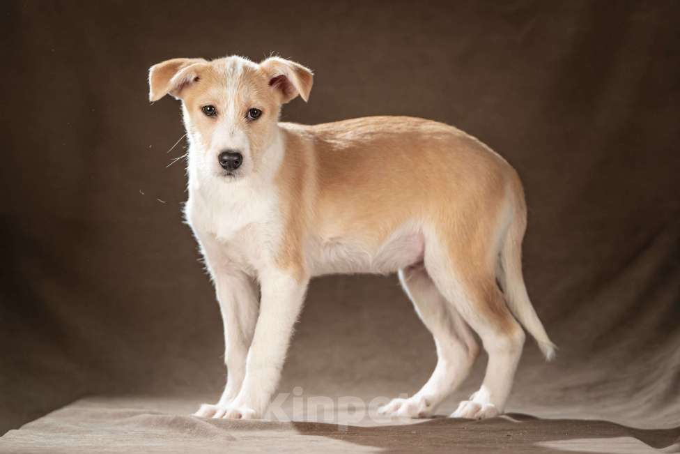 Собаки в Клине: Майло — весёлый озорник готов дарить вам улыбки Мальчик, Бесплатно - фото 3