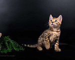 Кошки в Санкт-Петербурге: Бенгальские котята Девочка, 25 000 руб. - фото 5