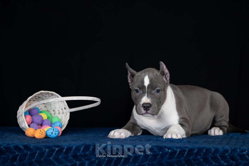 Собаки в Москве: Голубые щенки амстаффа из питомника Девочка, 150 000 руб. - фото 2