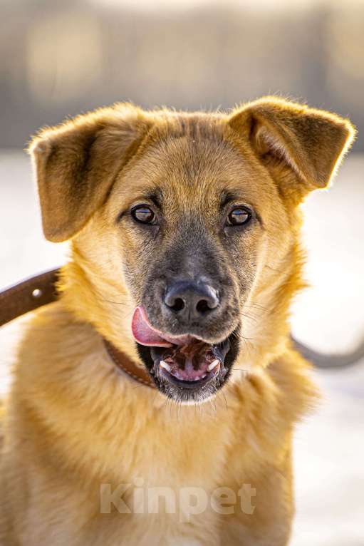 Собаки в Клине: Реджи — шаловливый пёсик Мальчик, Бесплатно - фото 3