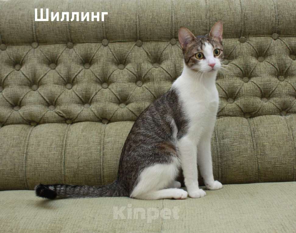 Кошки в Санкт-Петербурге: Котенок-подросток Шиллинг ищет свою семью Мальчик, Бесплатно - фото 2