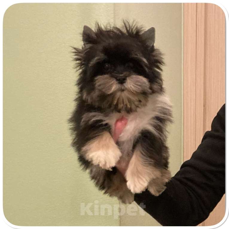 Собаки в Москве: Чёрный йорк девочка стандарт кукольная Девочка, 70 000 руб. - фото 10