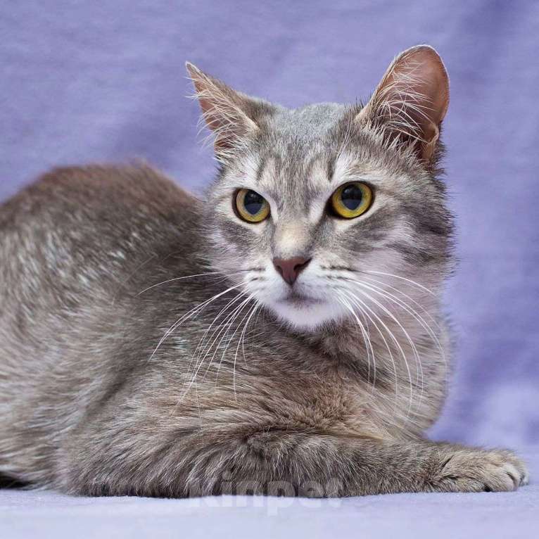 Кошки в Москве: Серебристая кошечка Тереза Девочка, Бесплатно - фото 5