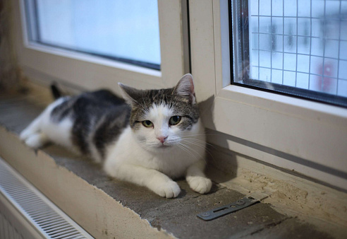  Герда — ласковая кошка