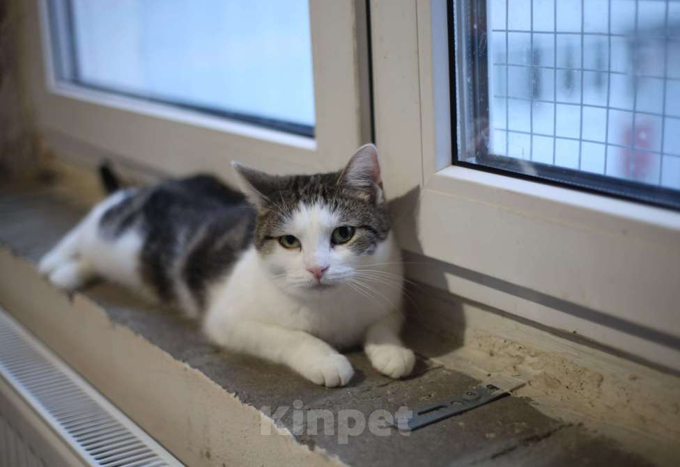 Кошки в Санкт-Петербурге:  Герда — ласковая кошка Девочка, Бесплатно - фото 1