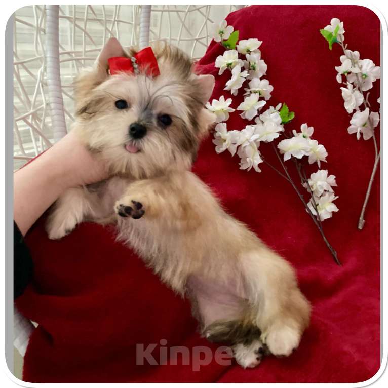 Собаки в Москве: Мини йорк золотая девочка бэби фейс Девочка, 80 000 руб. - фото 10