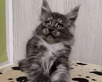 Кошки в Ливны: Мейн-кун котята, 40 000 руб. - фото 6