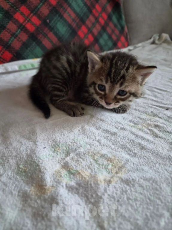 Кошки в Иркутске: Котята от американская гладкошерстная кошка Разнополые, 10 руб. - фото 1