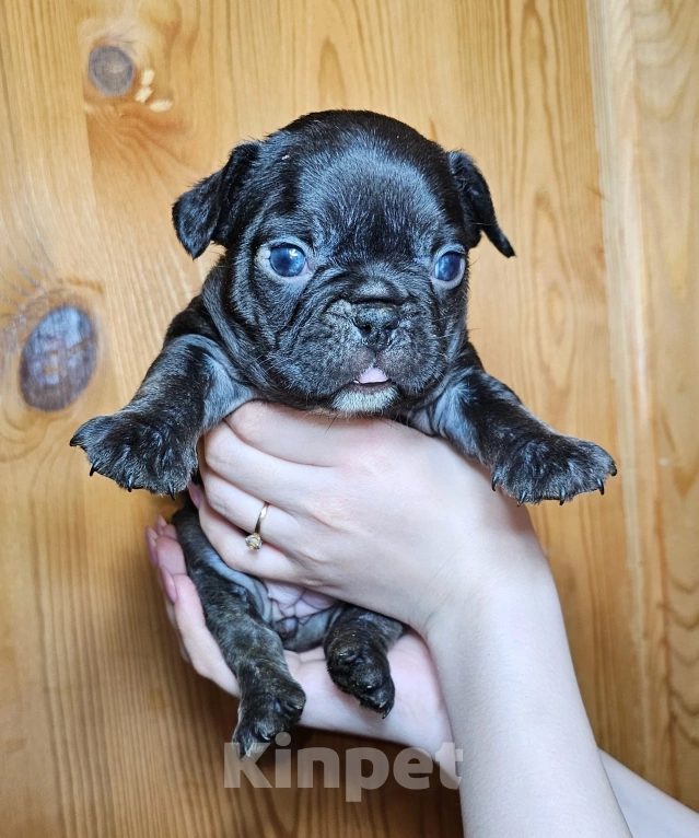 Собаки в Уфе: Какао триндл девочка Девочка, 60 руб. - фото 2