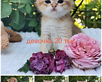 Кошки в Краснодаре: Котята Золотая шиншилла Мальчик, Бесплатно - фото 7