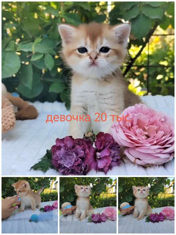 Кошки в Краснодаре: Котята Золотая шиншилла Мальчик, Бесплатно - фото 7