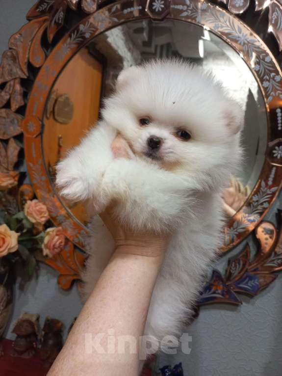 Собаки в Екатеринбурге: шпицемишка Мальчик, Бесплатно - фото 3