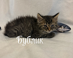 Кошки в Санкт-Петербурге: Котенок Бублик Мальчик, Бесплатно - фото 3