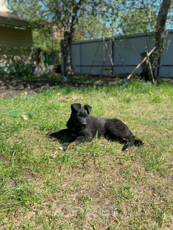 Собаки в Саратове: Отдам в добрые руки щенка от немецкой овчарки и лайки с разноцветными глазами Мальчик, Бесплатно - фото 5