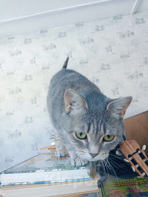 Кошки в Москве: Ласковая кошечка в добрые руки Девочка, Бесплатно - фото 3