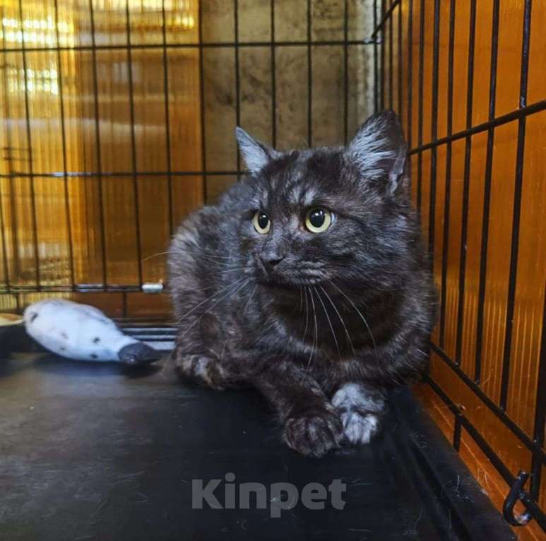 Кошки в Москве: Черный котик Вилли в поисках семьи! Мальчик, Бесплатно - фото 2