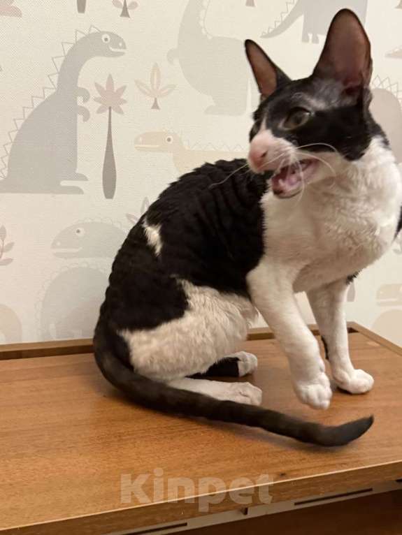 Кошки в Санкт-Петербурге: котёнок корниш-рекс Мальчик, 30 000 руб. - фото 2