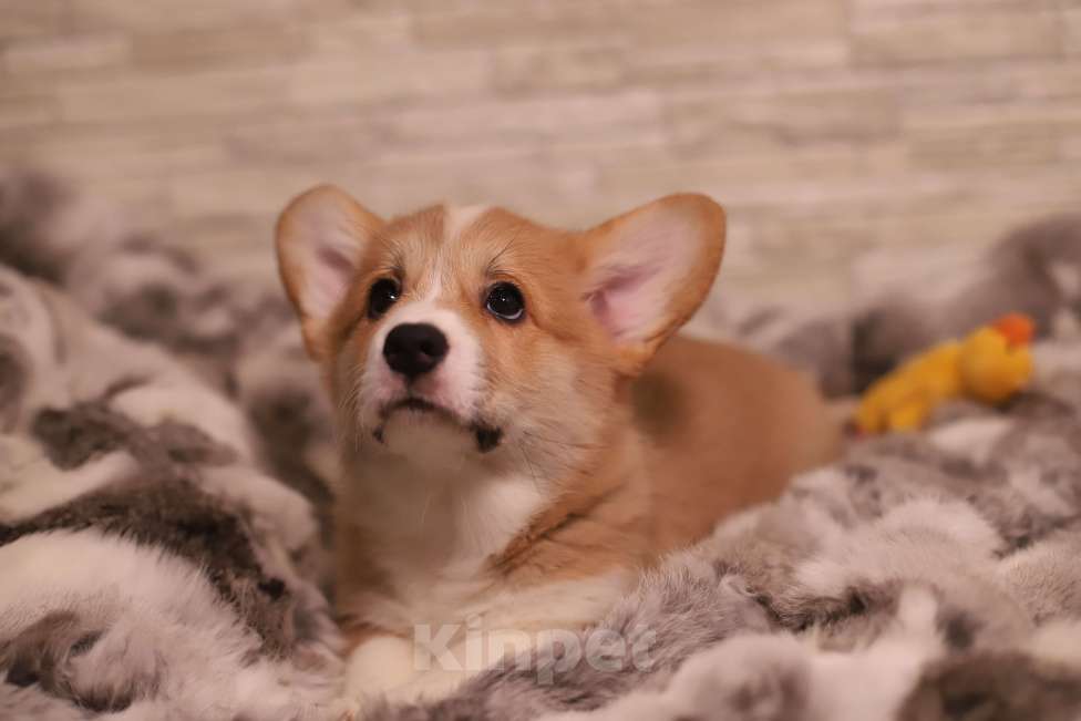 Собаки в Воронеже: Мальчик 2,5 мес Мальчик, Бесплатно - фото 8