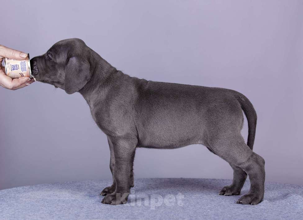 Собаки в Нижнем Новгороде: Немецкий Дог Чемпион Моего Сердца (Розовая лента) Девочка, 100 000 руб. - фото 10