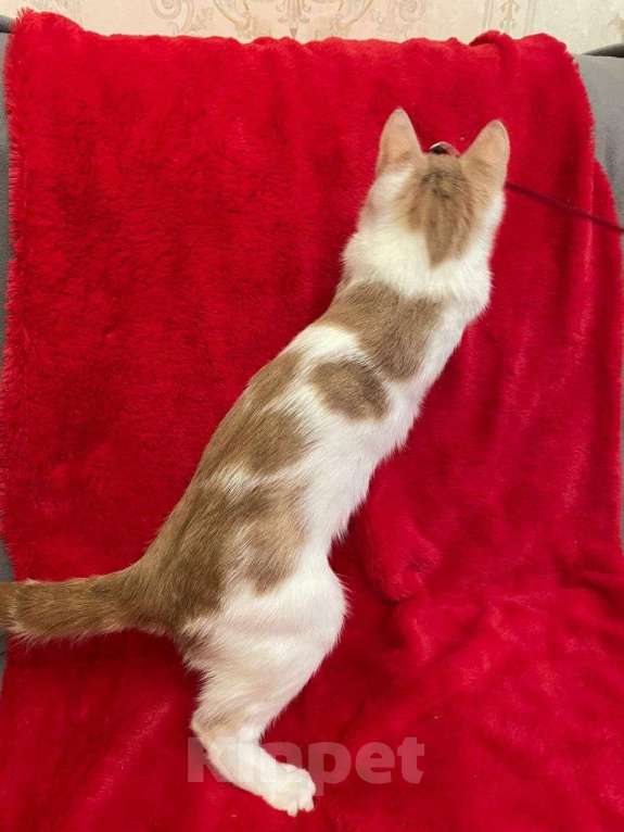 Кошки в Санкт-Петербурге: Бриллиант кошачьего мира Фантик Мальчик, Бесплатно - фото 5