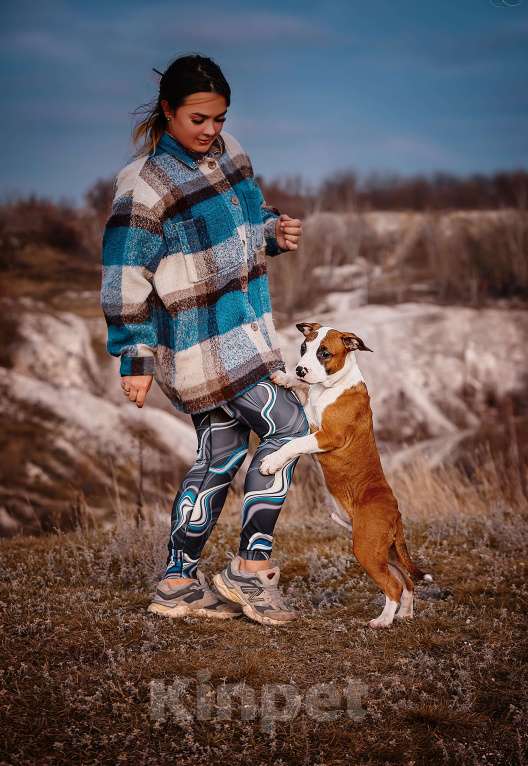 Собаки в Москве: Красивый парень амстаффа  Мальчик, 70 000 руб. - фото 7