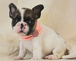 Собаки в Москве: Щенок французик,девочка Девочка, 130 000 руб. - фото 1