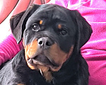 Собаки в Нижнем Новгороде: Ротвейлера девчуля 4мес Девочка, 90 000 руб. - фото 2