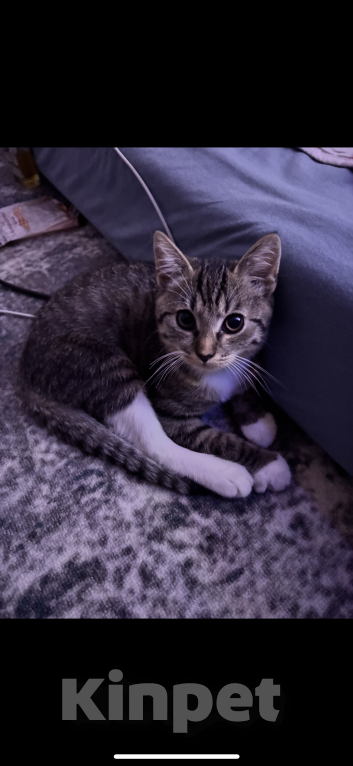 Кошки в Москве: Кот. Котик. Котенок.  Мальчик, Бесплатно - фото 7