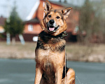 Собаки в Москве: Собака бесплатно Шторм Мальчик, Бесплатно - фото 3