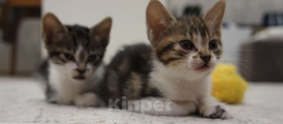 Кошки в Белокурихе: Продам котёнка Курильский бобтейл. Девочка, 5 000 руб. - фото 7