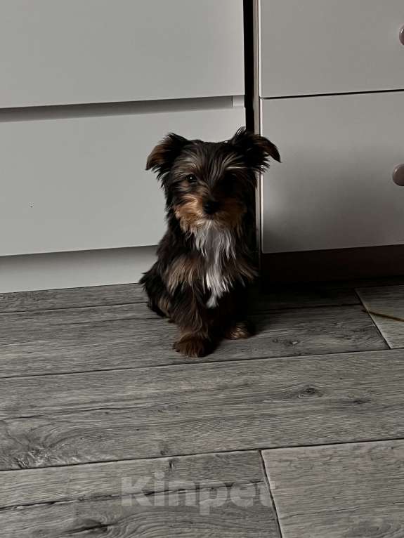 Собаки в Казани: Йоркширский терьер Мальчик, 40 000 руб. - фото 3